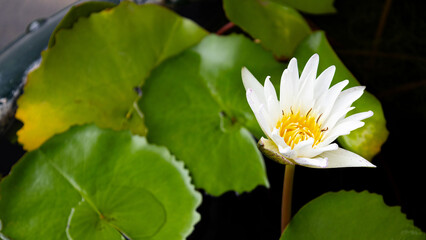 Beautiful white lotus flowers with yellow pollen blooming in a pond with green lotus leaves as a background. Used as a background image and has space for adding text.