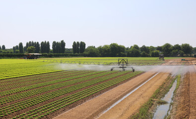 automatic irrigation system watering fresh green lettuce growing on a well-drained very fertile...