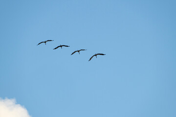Fototapeta premium Vier Kraniche im Flug, grus grus
