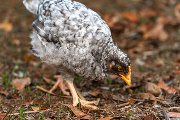 gray chicken searching for food in the field outdoors