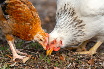 white hen and brown chicken searching for food in the field outdoors. close up