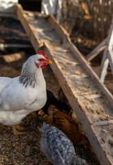 white hen in a chicken coop at sunset. vertical composition
