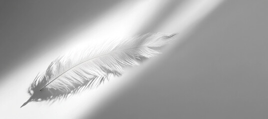 Obraz premium White feather on white background with shadows and light rays. Minimalistic delicate background