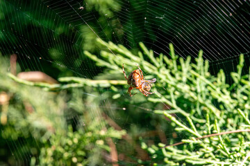 The Patient Hunter: Spider on Its Web. Nature's Geometry. Spider Web Close-up. Spider Catching Prey