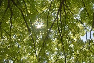 東福寺参道の青紅葉