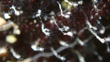 Hydroid (Tubularia cf.) extreme close-up undersea, Aegean Sea, Greece, Halkidiki, Pirgos beach