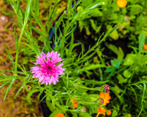 beautiful flowers bloom in the garden