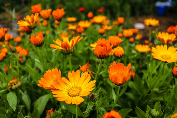 beautiful flowers bloom in the garden