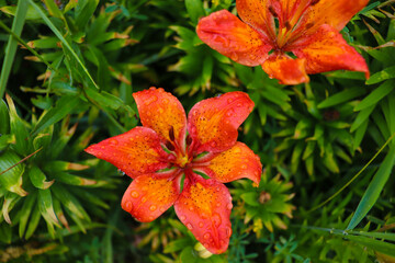 beautiful flowers bloom in the garden