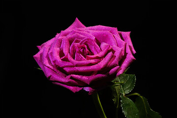Fresh bright pink rose with water drops on black background close-up. Isolated pink flower.