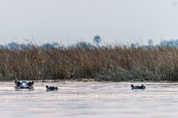 Telephoto shot of the head of a partially submerged hippopotamus, Hippopotamus amphibius, being restless in the Okavango Delta, Botswana.