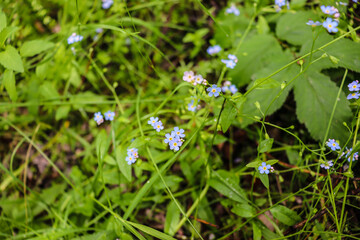 beautiful flowers bloom in the garden