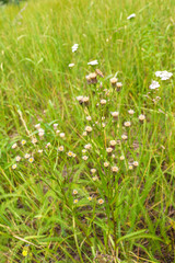 beautiful flowers bloom in the garden