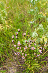 beautiful flowers bloom in the garden