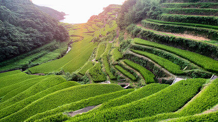 佐賀県、浜野浦の棚田
