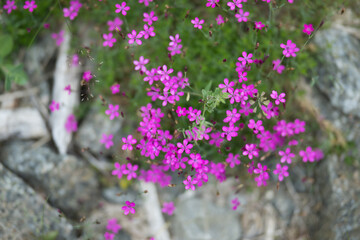 pink flowers in a garden