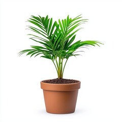 Fototapeta premium Lush green indoor plant in a terracotta pot, adding a touch of nature to home decor.