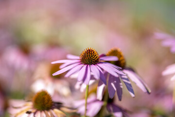 flower in the garden