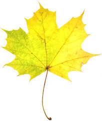Autumn maple leaf isolated on white background