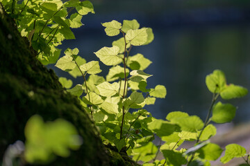 green leaves on the tree