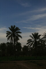 Silhouetted Palm Trees Against a Cloudy Sky