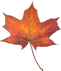 Autumn maple leaf isolated on white background