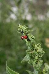 Close-up of Ladybugs on Green Plant