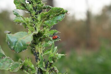 Ladybug on Aphid-Infested Plant