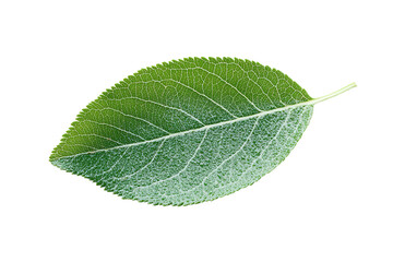 Obraz premium A leaf is shown. on transparent background. 