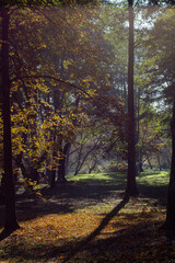 autumn in the forest