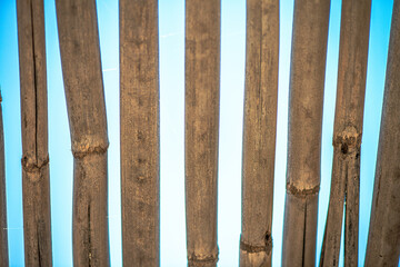 Serene Bamboo Background with Sky