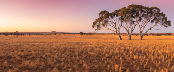 A serene Australian landscape of Goomalling, Western Australia, at sunset, with a vast expanse of golden wheat fields stretching towards the horizon, a few scattered gum trees standing tall.