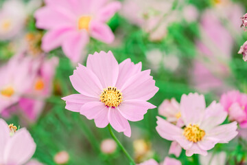 Obraz premium 鴻巣コスモス畑を楽しむ女性