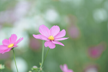 鴻巣コスモス畑を楽しむ女性