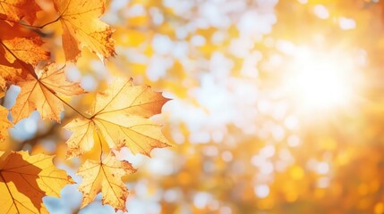 Autumn background with border of orange, gold and red maple leaves on nature on background of sunlight with soft blurred beautiful bokeh.
