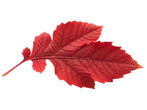 A vibrant red leaf, showcasing the beauty of autumn and the intricate details of nature