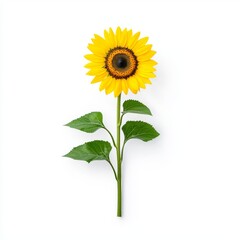 Obraz premium A vibrant yellow sunflower stands tall against a clean white background, showcasing its detailed petals and leaves.