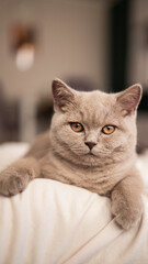 British Cat © Piotr