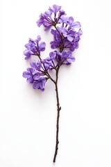 Obraz premium Blooming jacaranda tree branch, isolated to highlight its purple flowers