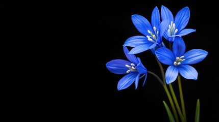 Bluebell flowers clustered together, isolated to highlight delicate beauty