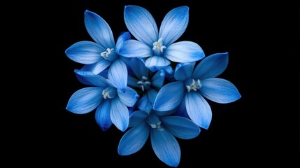 Bluebell flowers clustered together, isolated to highlight delicate beauty