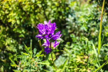 Obraz premium beautiful flowers bloom in the garden