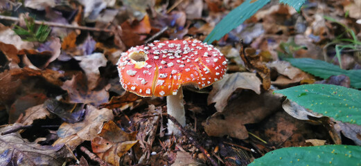 Red white-spotted and poisonous mushroom called fly agaric or fly amanita growing in the autumn forest floor