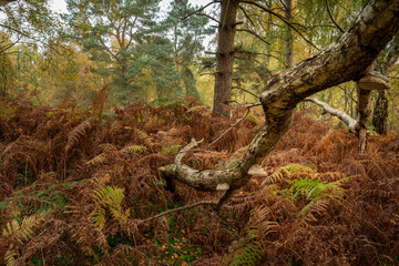 British autumn fall woodland tree and leaf colours at Cannock Chase an area of outstanding natural beauty.