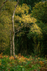 British autumn fall woodland tree and leaf colours at Cannock Chase an area of outstanding natural beauty.