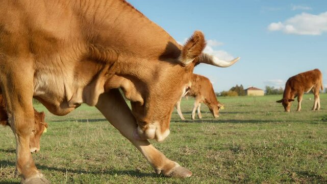 A brown cow scratches her leg, licking the fur on it with her tongue. A сow and calves of a purebred French Limousin beef breed graze on a pasture. The behavior of animals in their natural habitat.