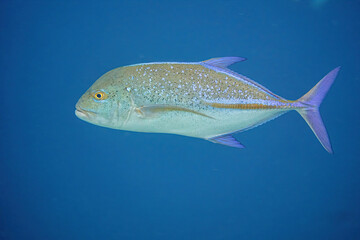 Fototapeta premium Bluefin trevally