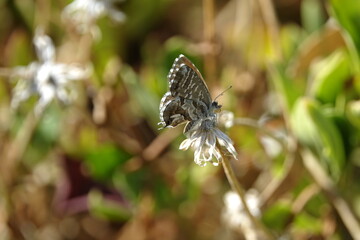 geranium bronze butterfly (Cacyreus marshalli)