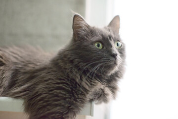 Obraz premium Grey Cat with Green Eyes Looking Indoors