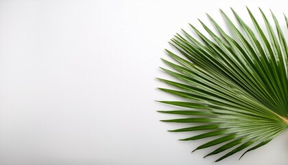 Fototapeta premium tropical leaf palm tree sago palm on a white background with space for text top view flat lay